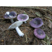 Мицелий Сыроежки синей / Сыроежка лазоревая (Russula azurea)